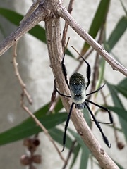 Trichonephila fenestrata