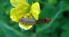 Cantharis rufa