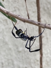 Trichonephila fenestrata