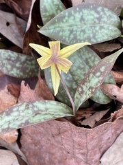 Erythronium