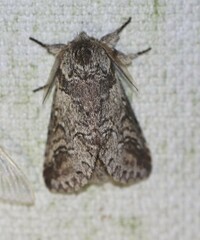 Antithemerastis acrobela