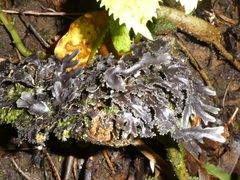 Pseudocyphellaria dissimilis