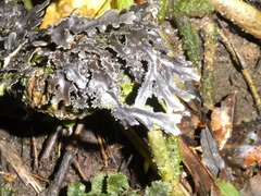 Pseudocyphellaria dissimilis