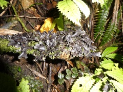 Pseudocyphellaria dissimilis