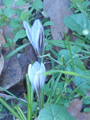 Crocus biflorus