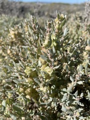 Atriplex lindleyi