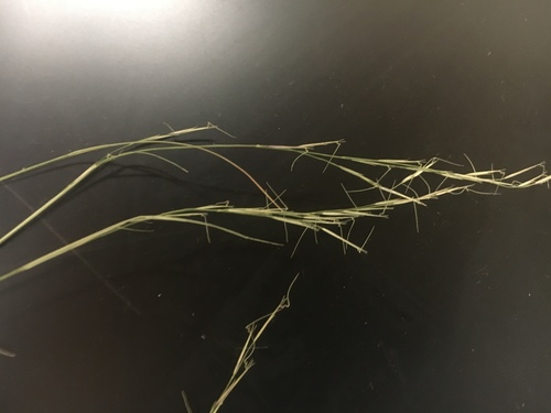 Aristida dichotoma var. curtissii
