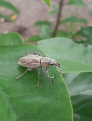 Naupactus xanthographus