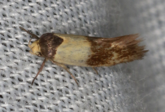 Antipterna euanthes