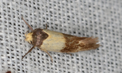Antipterna euanthes
