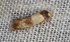 Antipterna euanthes