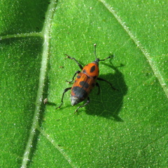 Rhodobaenus quinquepunctatus