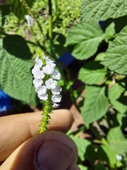 Heliotropium indicum