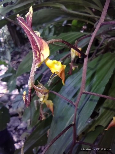 Gongora fulva
