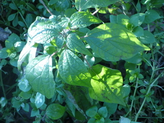Parietaria officinalis