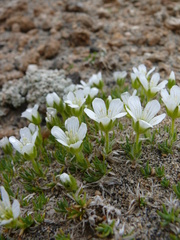 Pseudocherleria macrocarpa