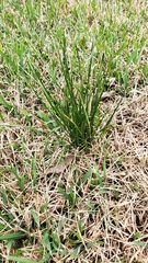 Nothoscordum bivalve