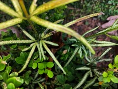 Pteris ensiformis victoriae