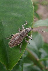 Naupactus xanthographus