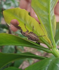 Naupactus xanthographus