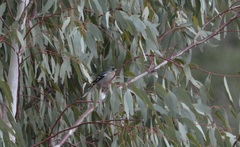 Fringilla coelebs africana