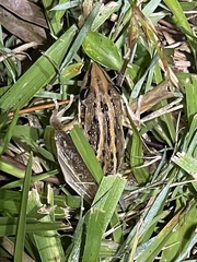 Litoria nasuta