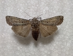 Actebia praecox