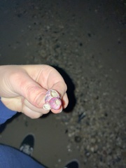 Megabalanus tintinnabulum