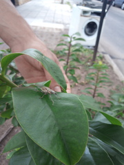 Naupactus xanthographus
