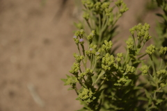 Chromolaena hirsuta