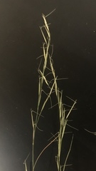Aristida curtissii