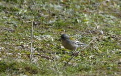 Fringilla coelebs africana