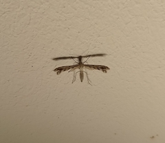 Singularia alternaria