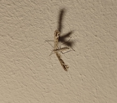 Singularia alternaria