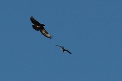 Buteo buteo