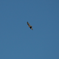 Buteo buteo