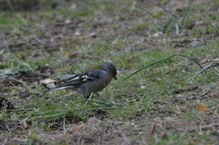 Fringilla coelebs africana