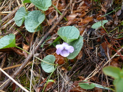 Viola langsdorffii