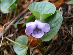 Viola langsdorffii