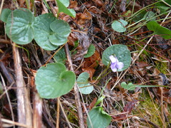 Viola langsdorffii