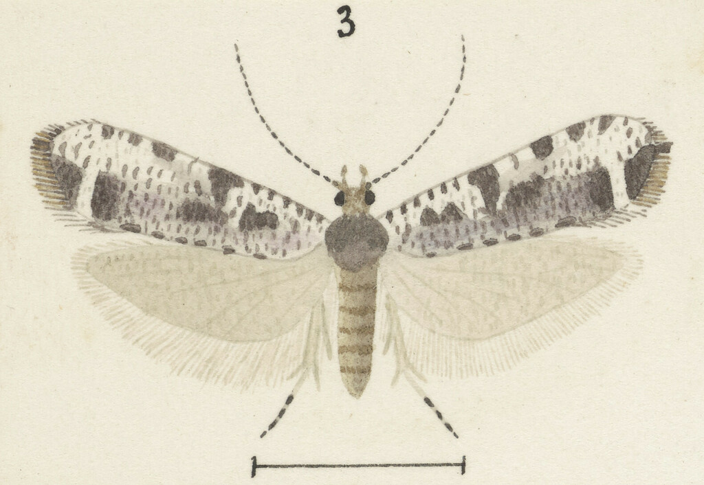 Orthenches semifasciata