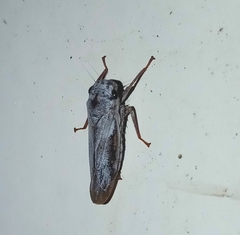 Tretogonia