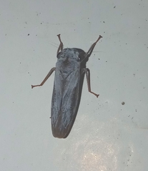 Tretogonia