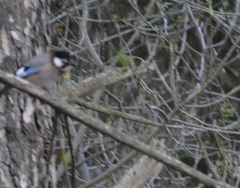Garrulus glandarius cervicalis