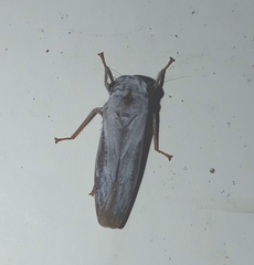 Tretogonia