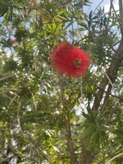 Melaleuca glauca