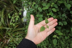 Fuchsia perscandens