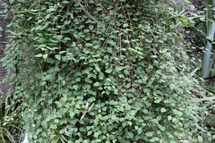 Fuchsia perscandens