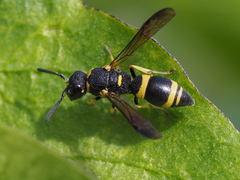 Allodynerus rossii