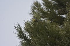 Cyanistes teneriffae